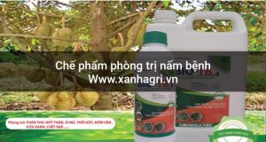 Chế phẩm phòng trị nấm bệnh