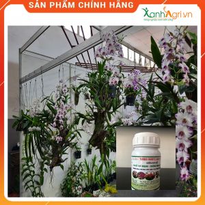 Chế phẩm dưỡng cây kích rễ Agri Roots 500ml